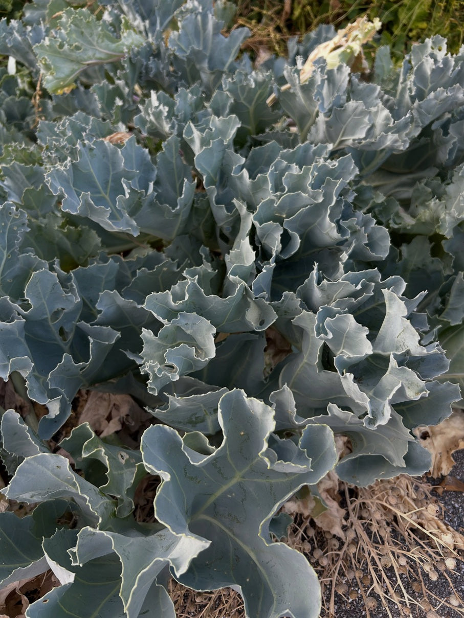Sea Kale seeds | Crambe Maritima | 20 Seeds | Organic