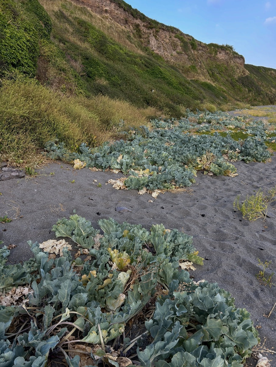 Sea Kale seeds | Crambe Maritima | 20 Seeds | Organic