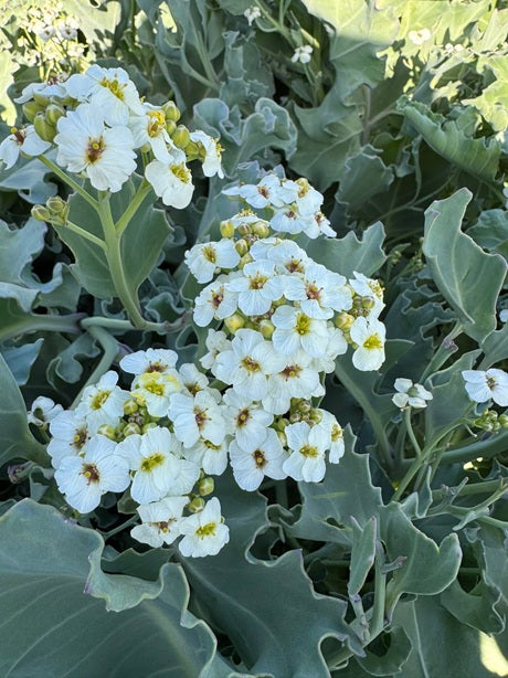 Sea Kale seeds | Crambe Maritima | 20 Seeds | Organic