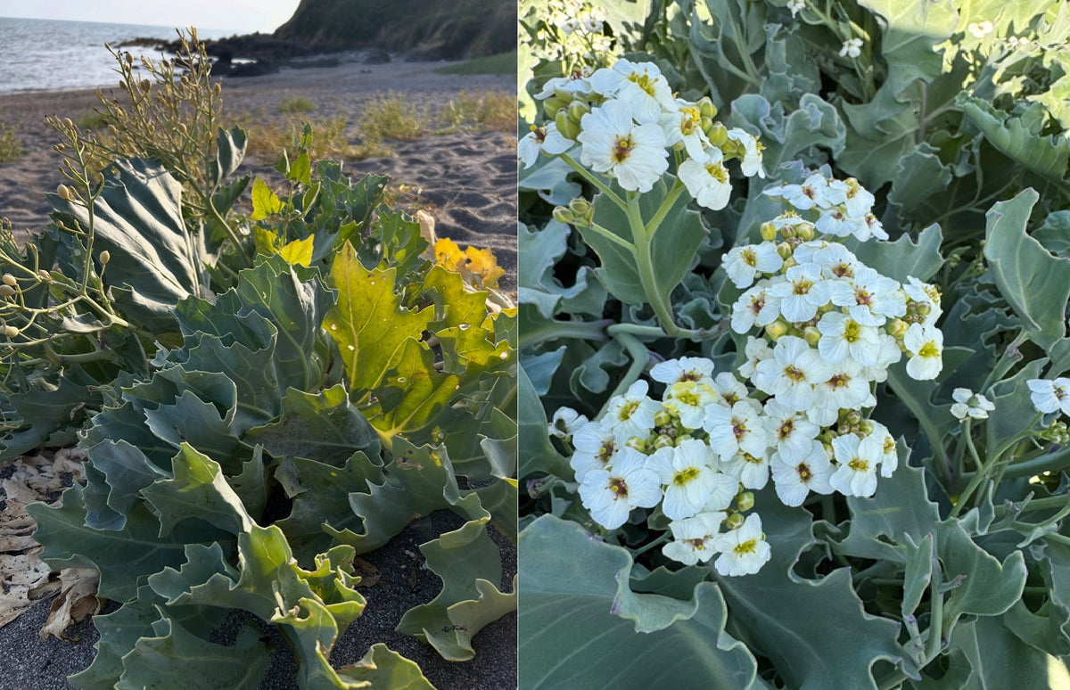Sea Kale seeds | Crambe Maritima | 20 Seeds | Organic