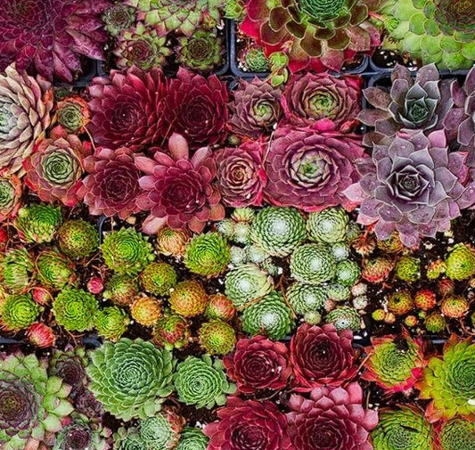 Sempervivum Mix | 100+Seeds | Hens & Chicks | Easy Succulents