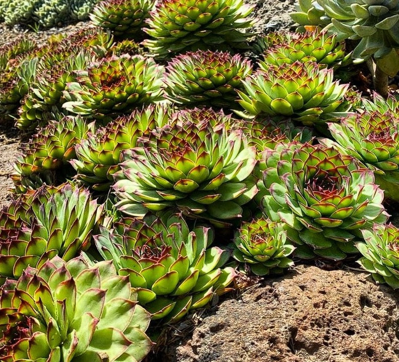 Sempervivum Mix | 100+Seeds | Hens & Chicks | Easy Succulents