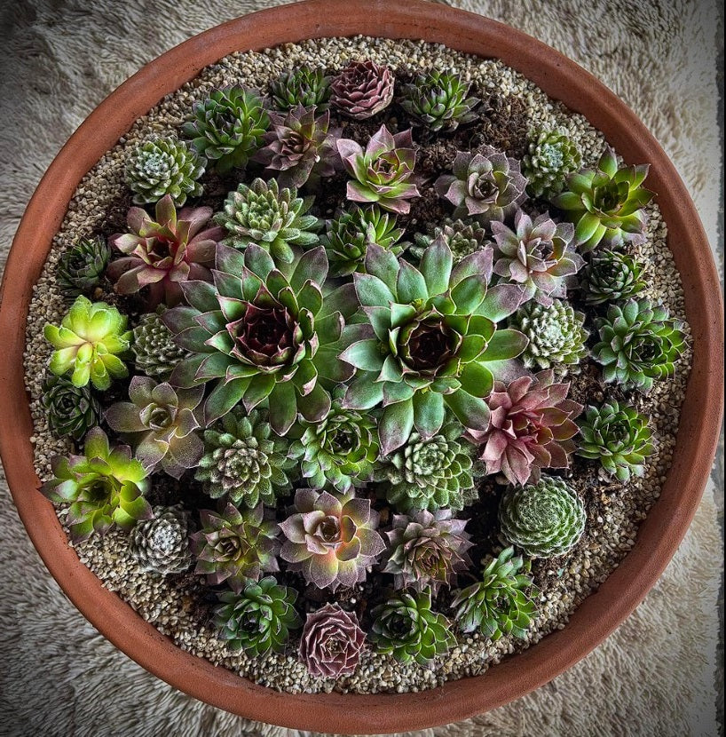 Sempervivum Mix | 100+Seeds | Hens & Chicks | Easy Succulents