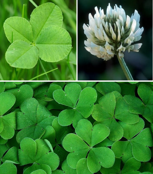 Shamrock Seeds | 500+ seeds | Trifolium Repens | St Patrick | Good Luck Gift