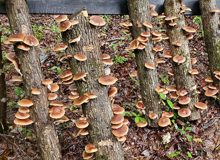 Shiitake Mushroom spawn | 30 dowels | FREE WAX