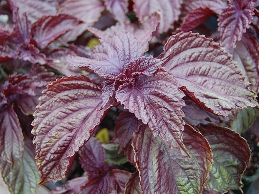 Red Shiso | Perilla | Japanese Basil | Beefsteak Plant | 200+ fresh se ...