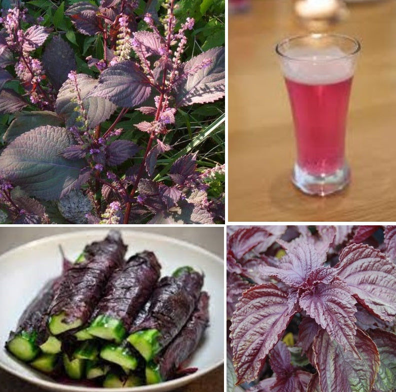 Red Shiso | Perilla | Japanese Basil | Beefsteak Plant | 200+ fresh se ...
