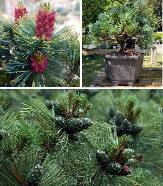 Siberian Pine | 30+ seeds | Dwarf | Pinus Sibirica | Bonsai