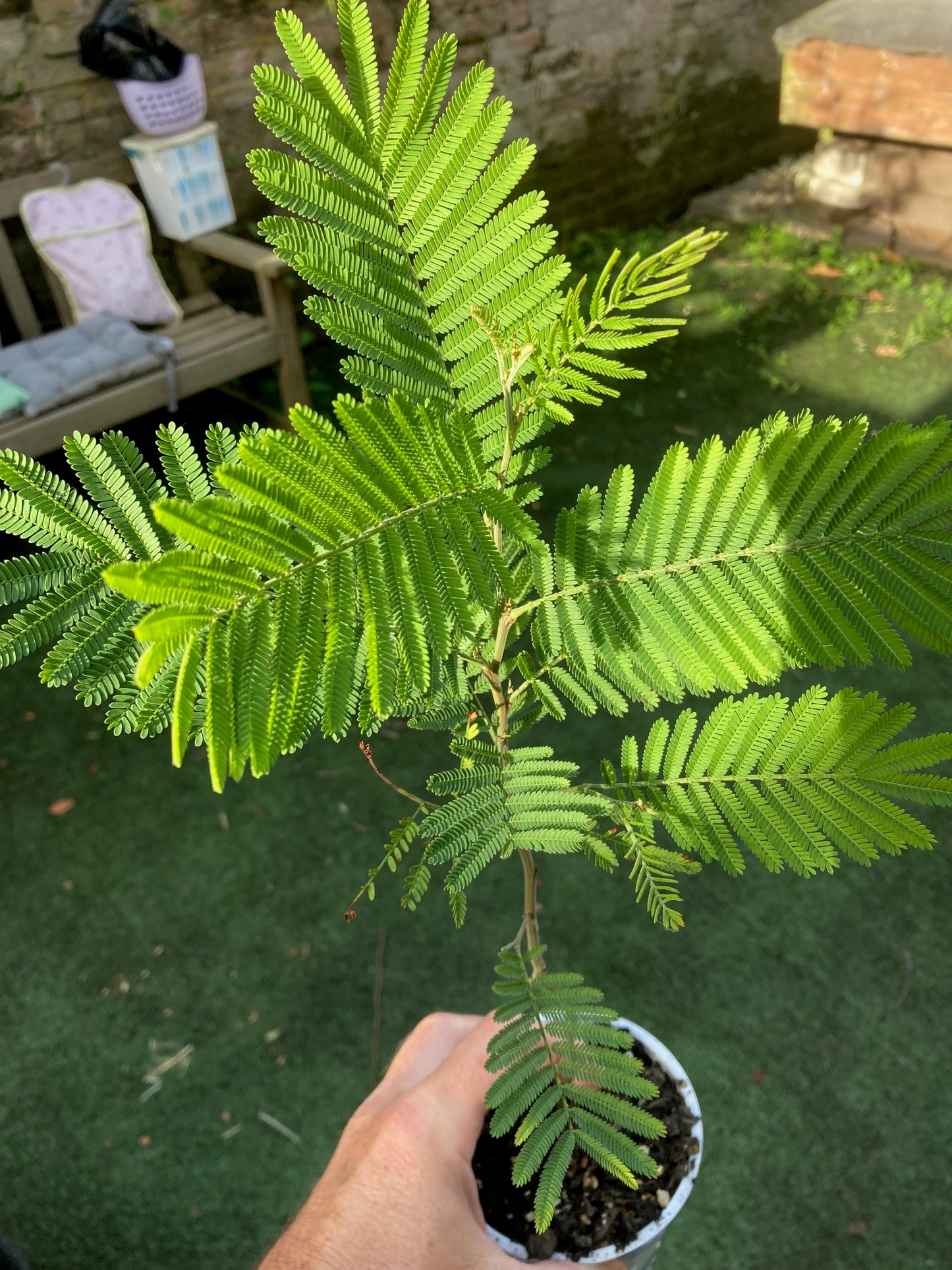 Sliver Wattle (Acacia Dealbata) | 13cm pot | Mimosa