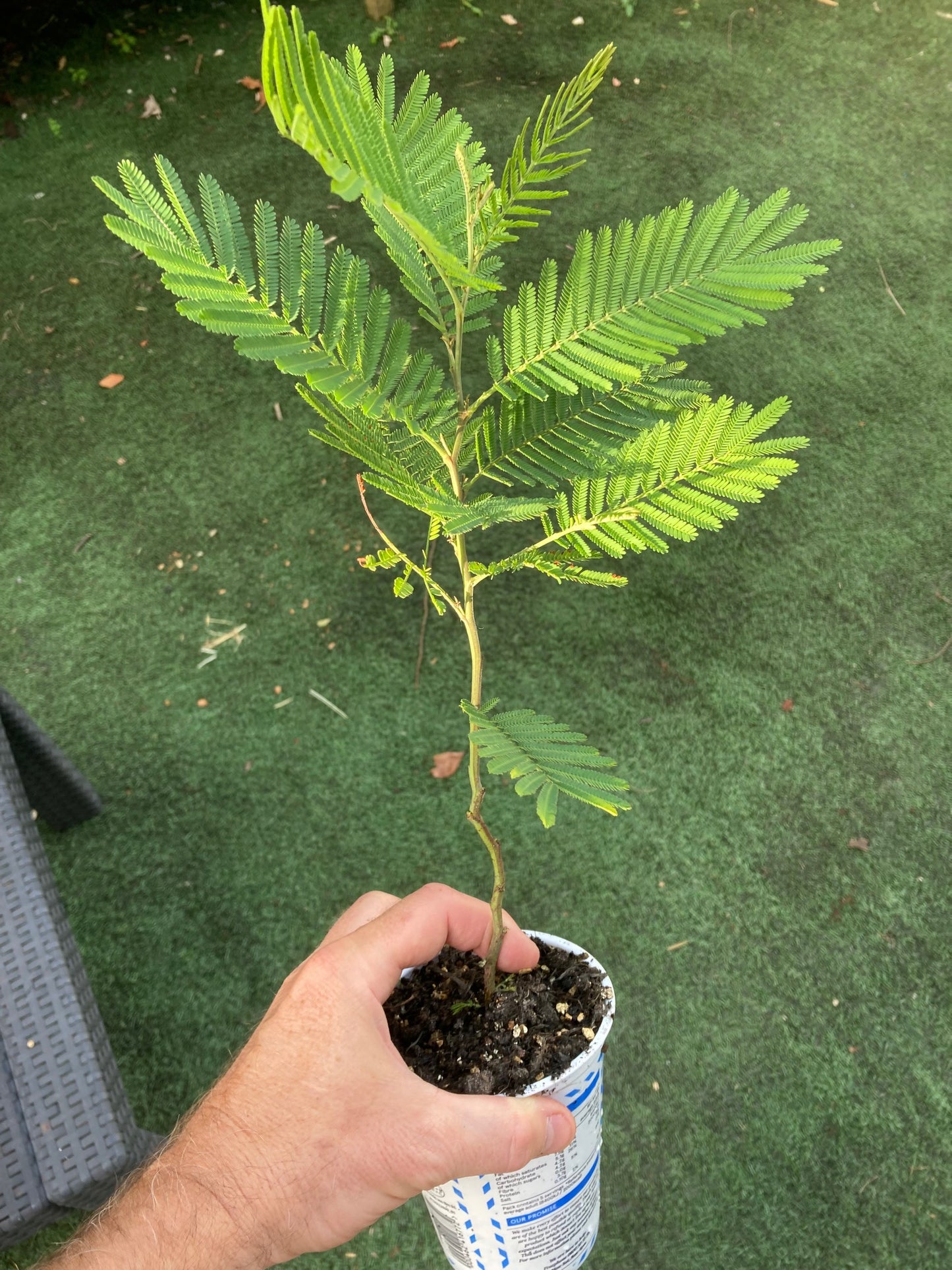 Sliver Wattle (Acacia Dealbata) | 13cm pot | Mimosa