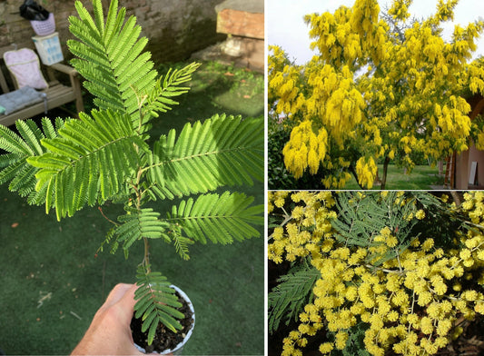 Sliver Wattle (Acacia Dealbata) | 13cm pot | Mimosa