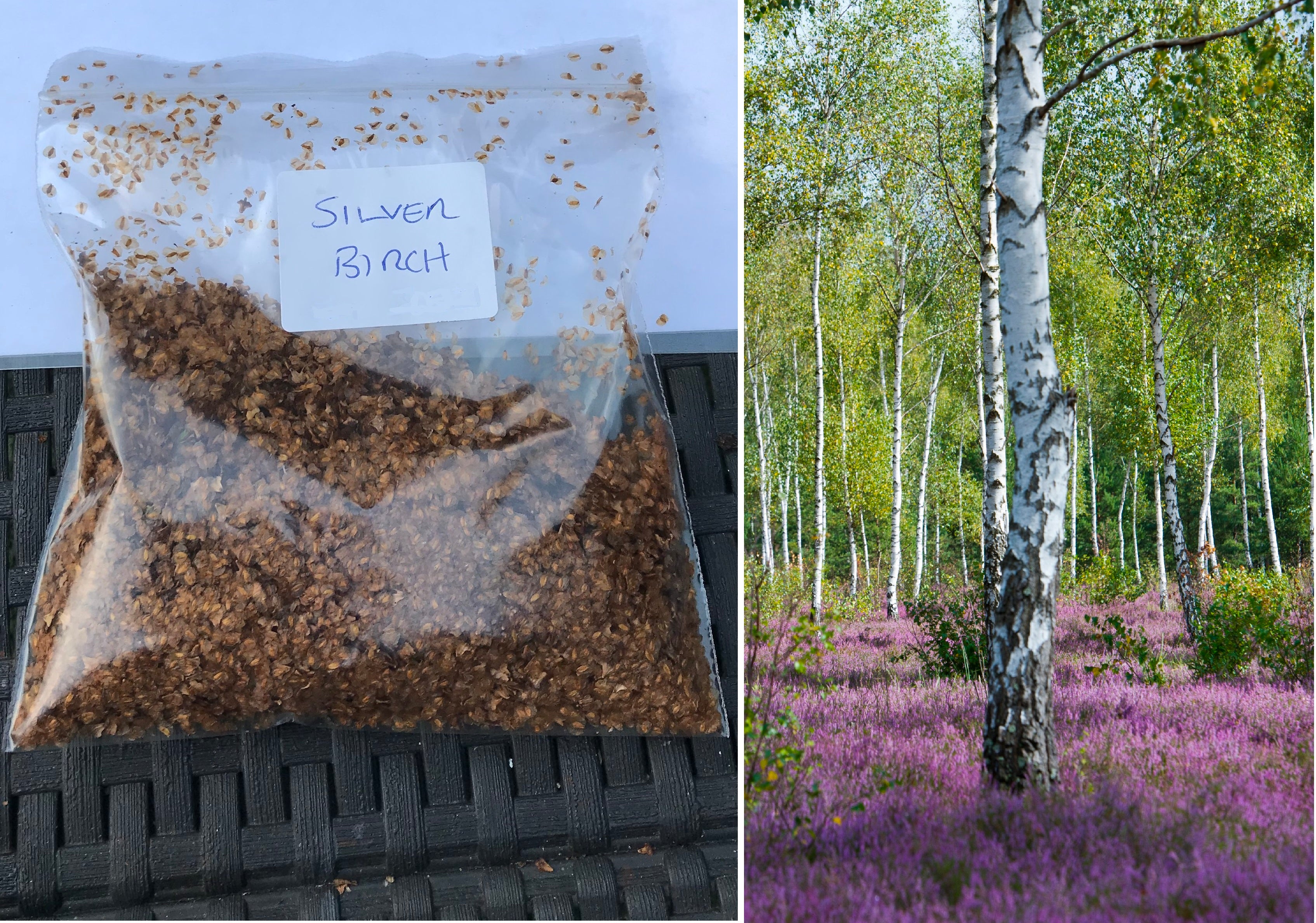 Silver Birch | Betula Pendula | 500+ Seeds | Fast Growing