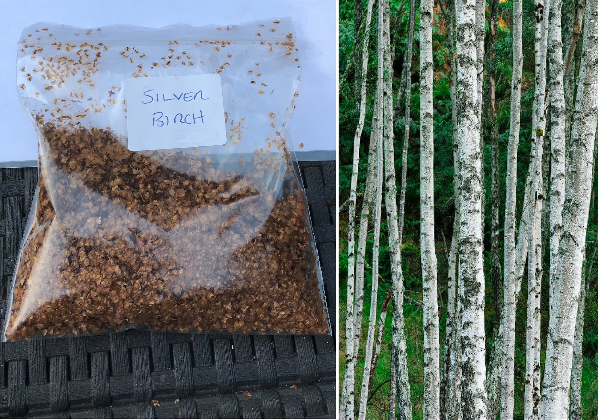 planting birch tree seeds Silver Birch | Betula Pendula | 500+ Seeds