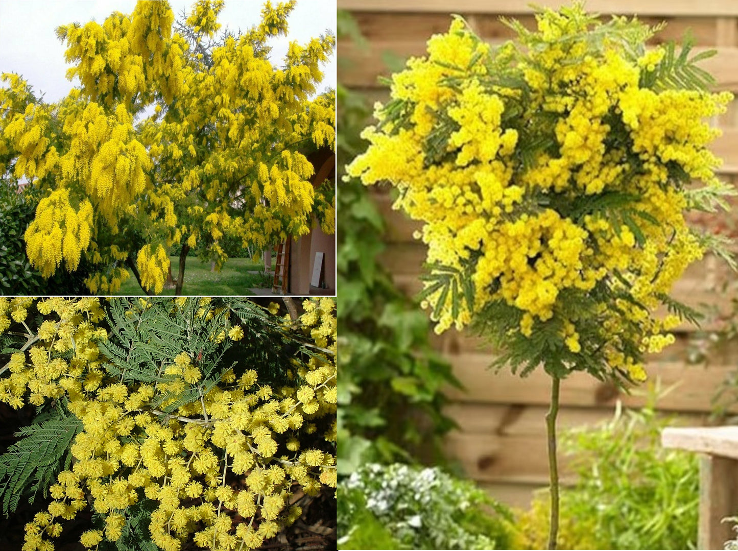 Silver Wattle Mimosa (Acacia Dealbata) 25+ seeds | Very Fast Germination