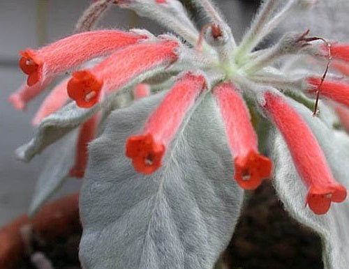 Sinningia Leucotricha | 40+ seeds | Rare & Exotic Houseplant