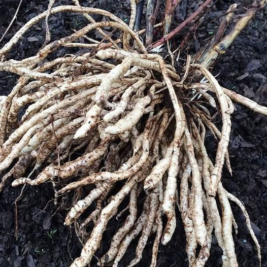 Skirret seeds | Rare Heritage Vegetable | 15+ seeds | Crummock | Fine Taste