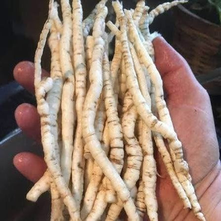 Skirret seeds | Rare Heritage Vegetable | 15+ seeds | Crummock | Fine Taste
