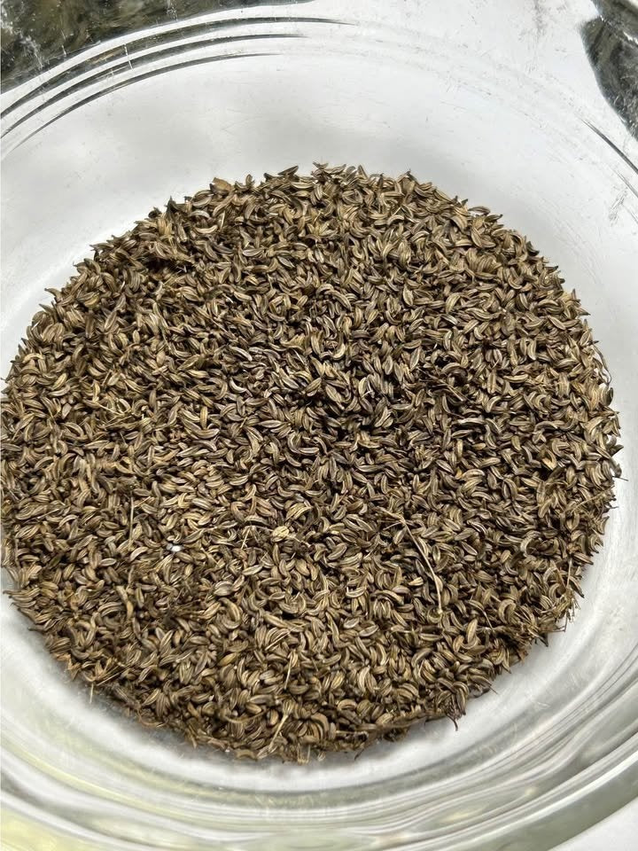 Skirret seeds | Rare Heritage Vegetable | 15+ seeds | Crummock | Fine Taste