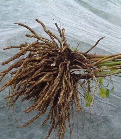 Skirret seeds | Rare Heritage Vegetable | 15+ seeds | Crummock | Fine Taste