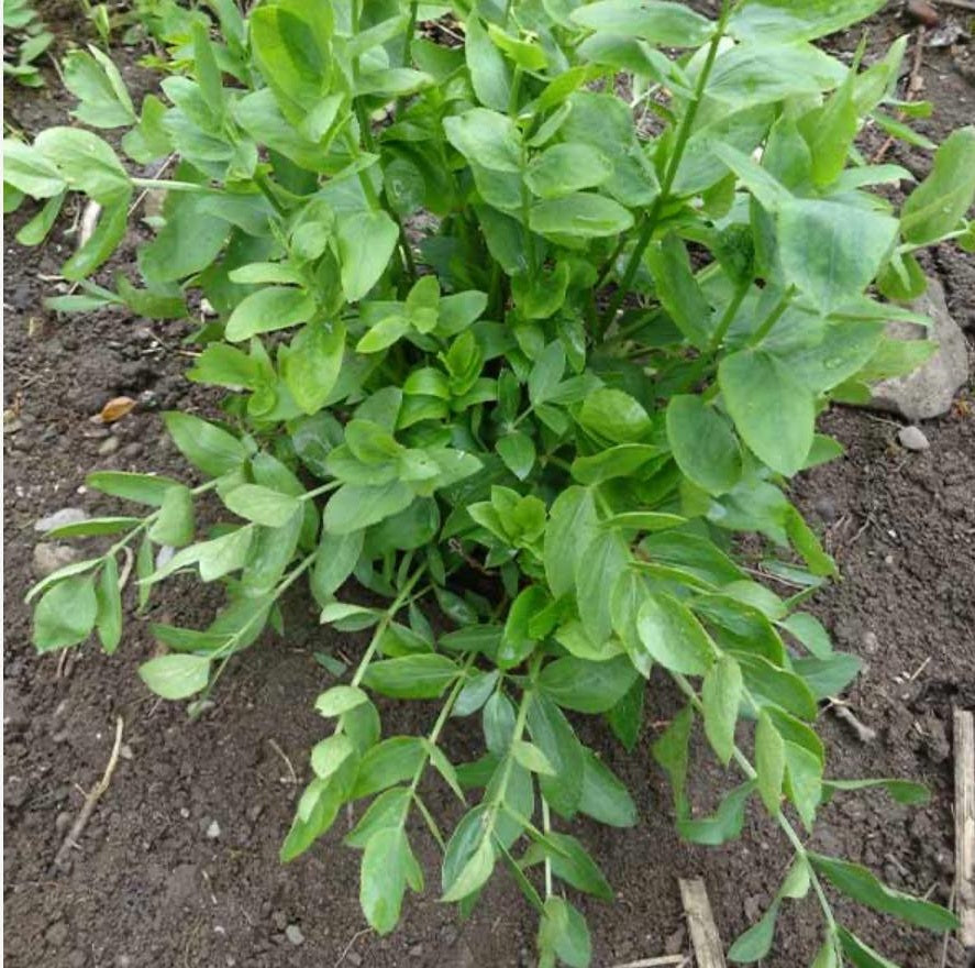 Skirret seeds | Rare Heritage Vegetable | 15+ seeds | Crummock | Fine Taste