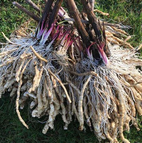 Skirret seeds | Rare Heritage Vegetable | 15+ seeds | Crummock | Fine Taste