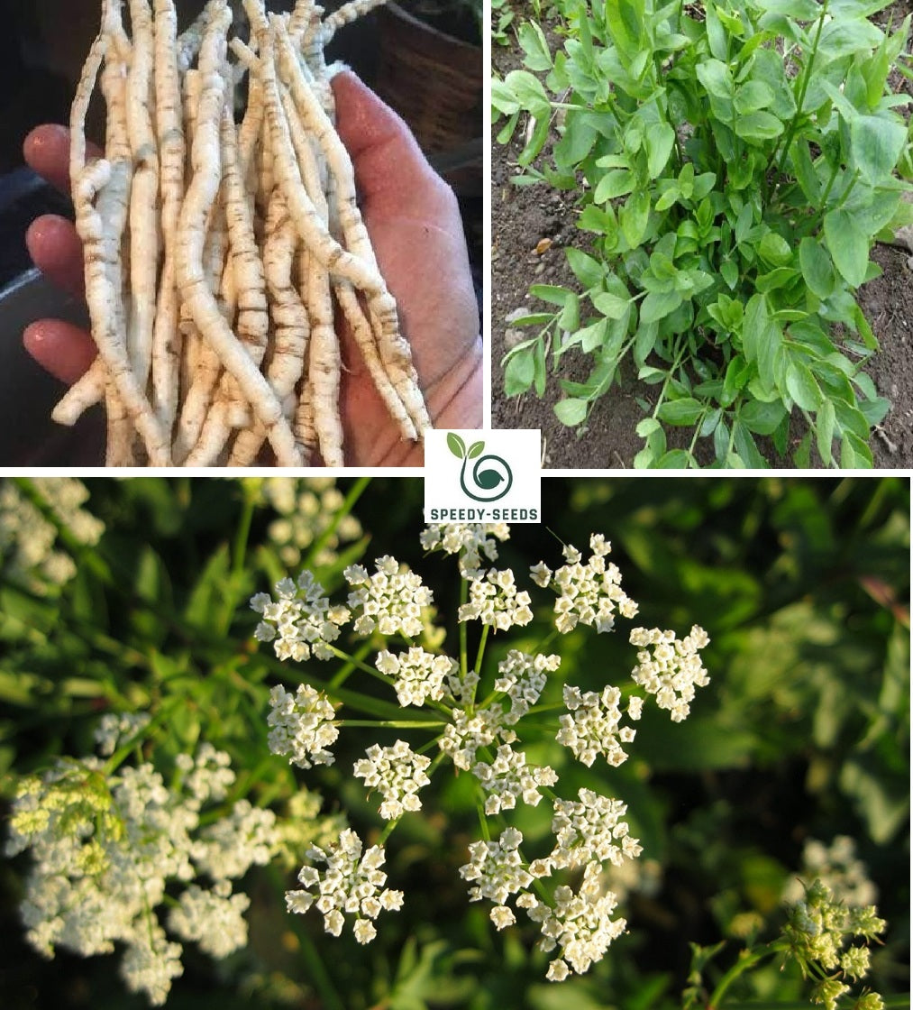 Skirret seeds | Rare Heritage Vegetable | 15+ seeds | Crummock | Fine Taste