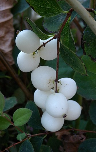 Snowberry (Symphoricarpos Albus) | 40+ seeds | Winter Bird Feast