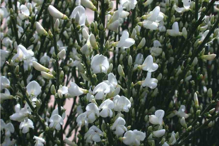 Spanish White Broom | Cytisus Multiflorus | 30+ seeds