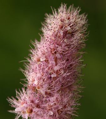Rose Douglas Spiraea | 50+ seeds | Steeple Bush | Pollenators