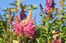 Rose Douglas Spiraea | 50+ seeds | Steeple Bush | Pollenators