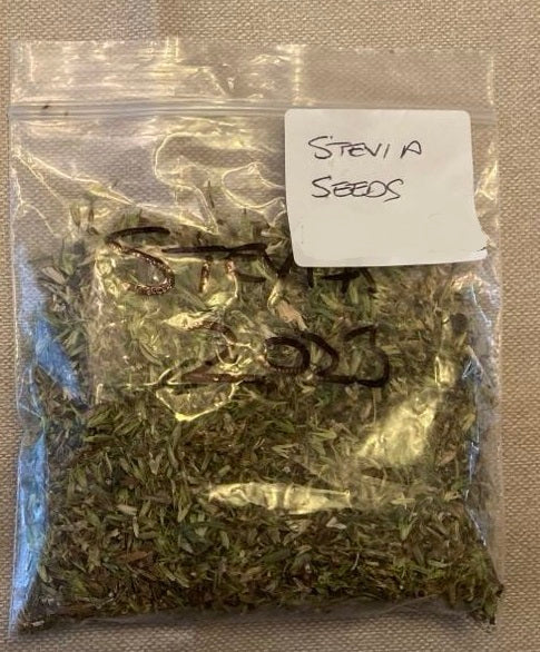 Stevia (Stevia Rebaudiana) | 30+ Seeds | Organically Grown | Own Crop