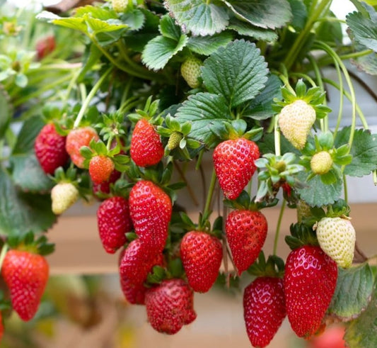 Strawberry Fresca Seeds | Trailing | Hanging Baskets & Containers | Super Sweet