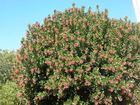 Strawberry Tree (Arbutus Unedo) | 20+ seeds