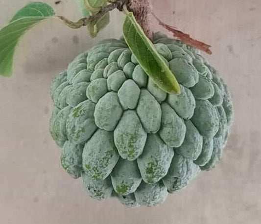 Sweet-Sop | Custard Sugar-Apple (Annona Squamosa) | 20+ seeds