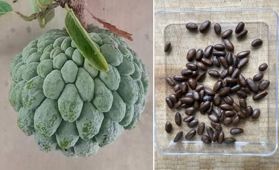 Sweet-Sop | Custard Sugar-Apple (Annona Squamosa) | 20+ seeds – speedyseeds