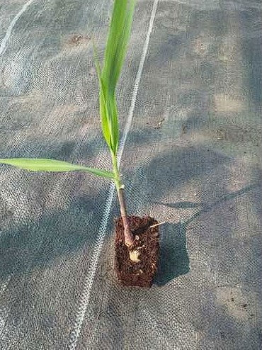 American Giant Sugar Cane | 20+ seeds