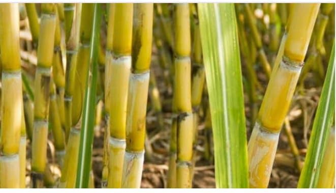 American Giant Sugar Cane | 20+ seeds