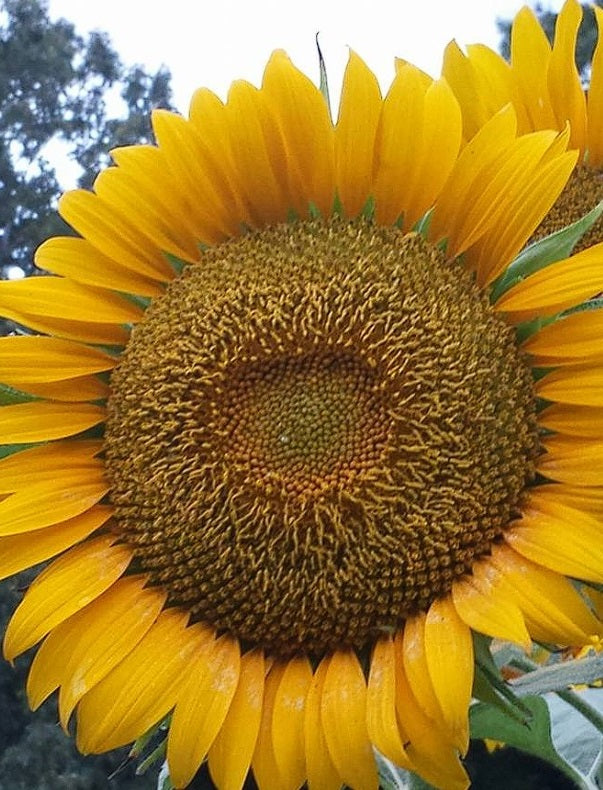 Giant Sunflower | 100+ seeds | Very Easy | Fun for kids