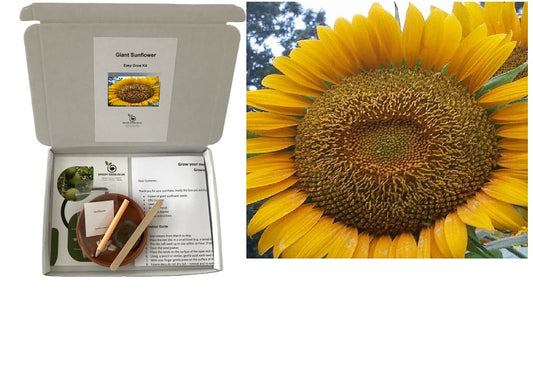 Giant Sunflower Kit | Very Easy | Kids | Xmas Gift | Same Day Dispatch