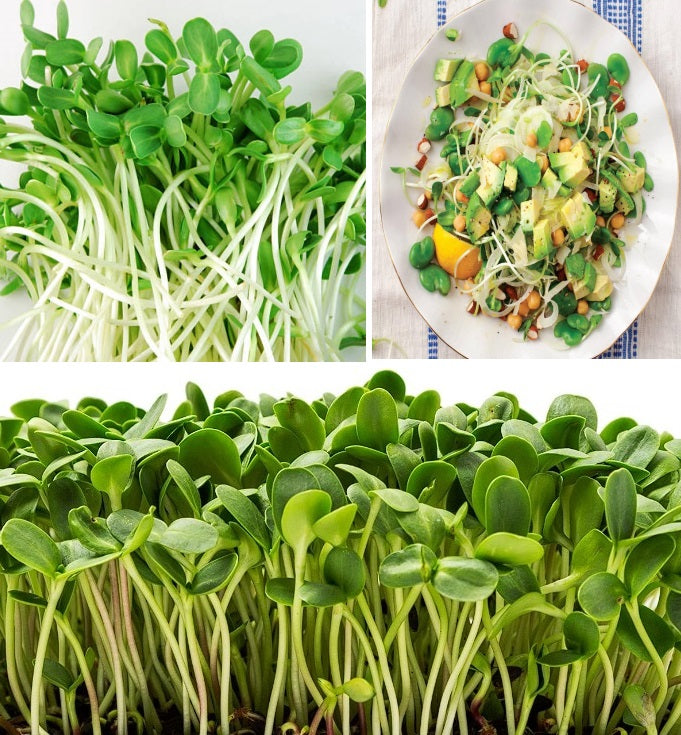 Organic Seeds for Sprouting / Sprouts | Many Types | Healthy Microgreens all year round!