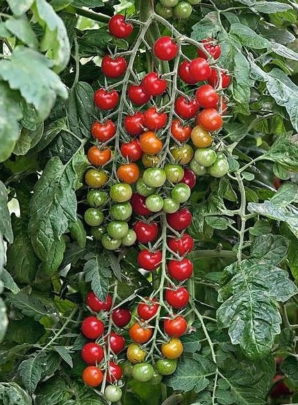 Tomato seeds | Sweet Aperitif | 15 Seeds | Sweet Cherry | Very High Yield