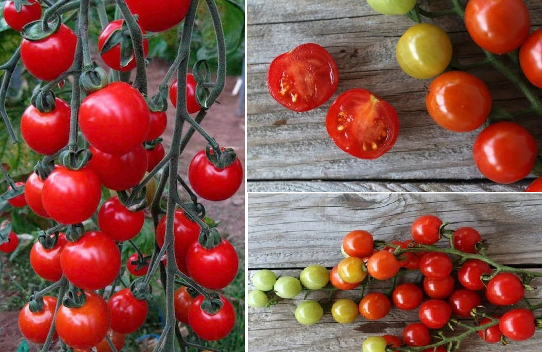 Tomato seeds | Sweet Aperitif | 15 Seeds | Sweet Cherry | Very High Yield