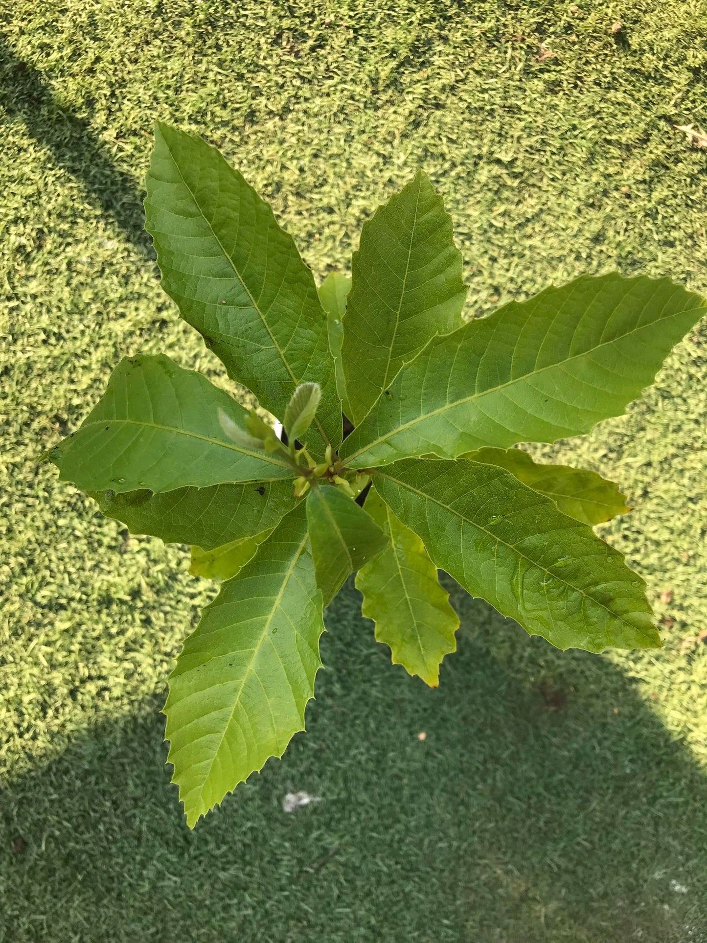 Sweet Chestnut  (Castanea Sativa) | Sapling in pot | Organic