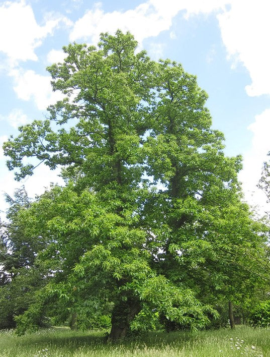 Sweet Chestnut  (Castanea Sativa) | Sapling in pot | Organic