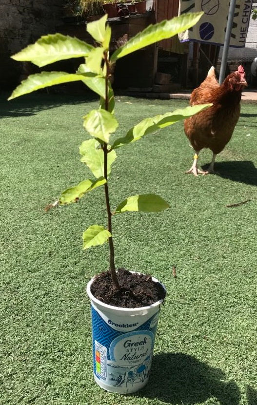 Sweet Chestnut  (Castanea Sativa) | Sapling in pot | Organic