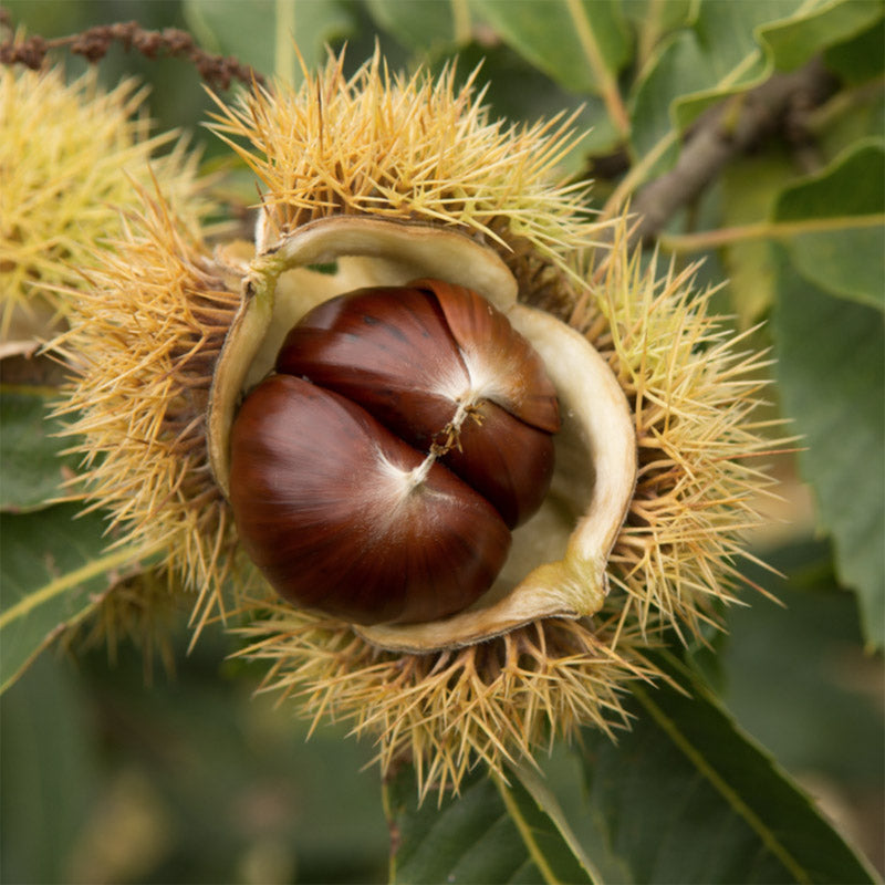 Sweet Chestnut  (Castanea Sativa) | Sapling in pot | Organic