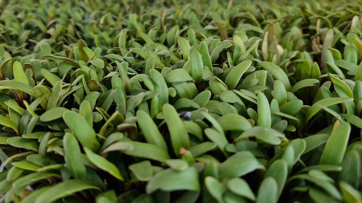 Organic Seeds for Sprouting / Sprouts | Many Types | Healthy Microgreens all year round!