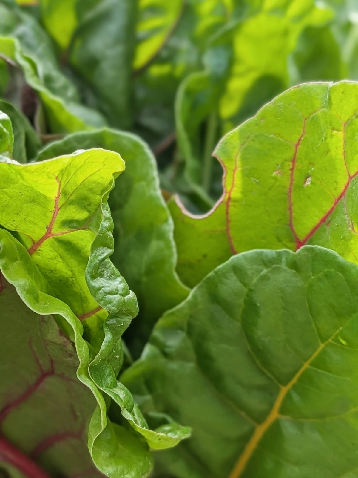 Swiss Chard seeds | Organic | 200+ seeds | Easy | Hight Nutricious | Microgreens