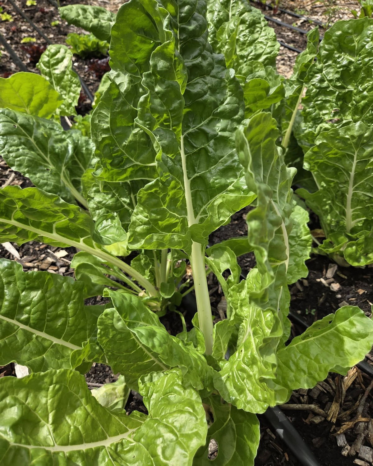 Swiss Chard seeds | Organic | 200+ seeds | Easy | Hight Nutricious | Microgreens