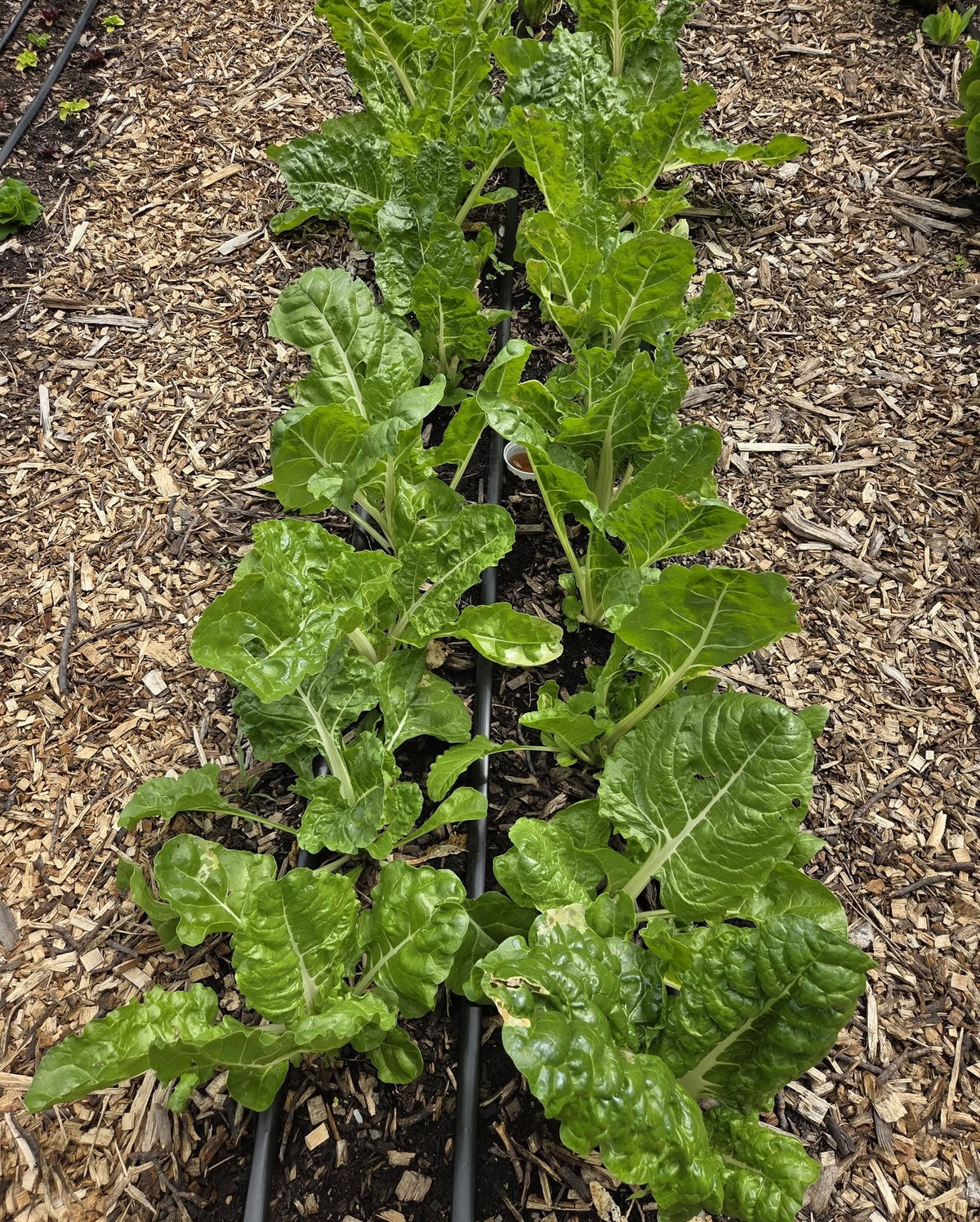Swiss Chard seeds | Organic | 200+ seeds | Easy | Hight Nutricious | Microgreens